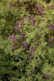 Prostanthera ovalifolia 'Variegata' RCP5-2015 15.JPG